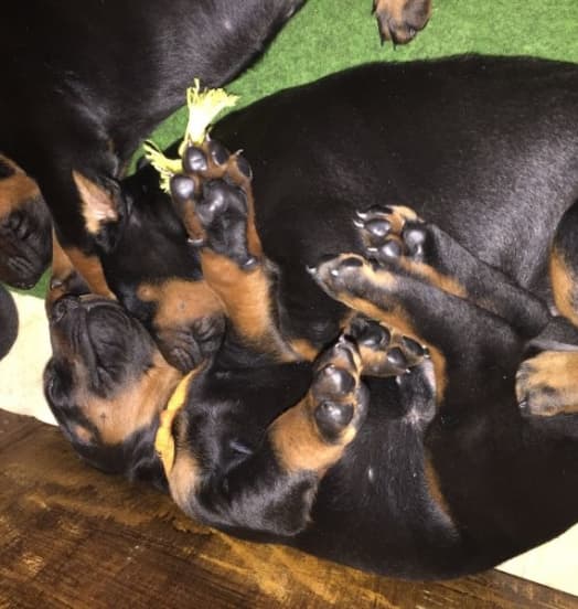 Nuova cucciolata dobermann – New Puppies in the Kennel