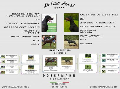 Nuova cucciolata dobermann – New Puppies in the Kennel