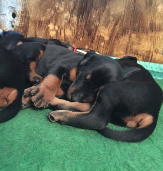 Nuova cucciolata dobermann – New Puppies in the Kennel