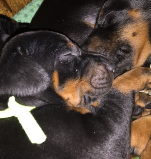 Nuova cucciolata dobermann – New Puppies in the Kennel