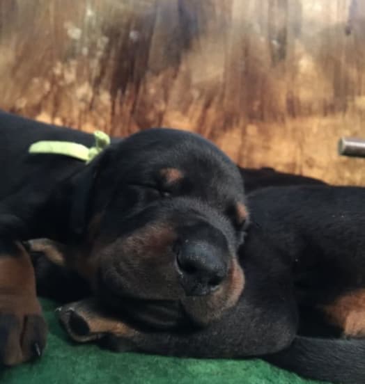 Nuova cucciolata dobermann – New Puppies in the Kennel