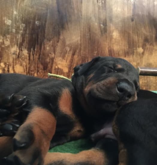 Nuova cucciolata dobermann – New Puppies in the Kennel