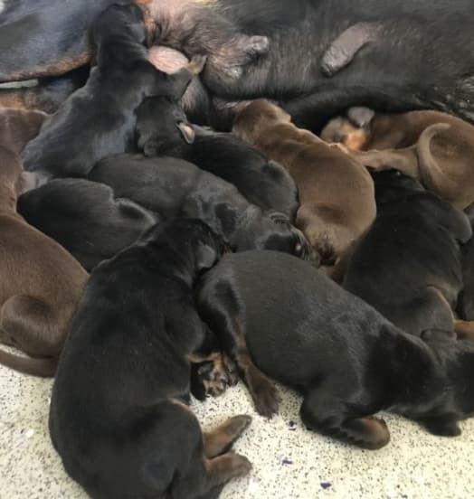 Cuccioli “G” Di Casa Pucci