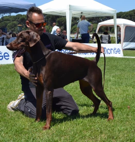 Nuova Cucciolata! Eto’o DcP X Geida’ DcP