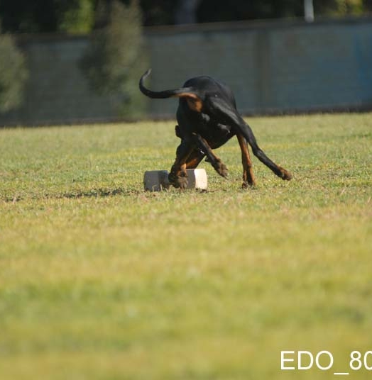 Eto’o DcP 3′ Classificato Campionato Sociale di Addestramento IGP3