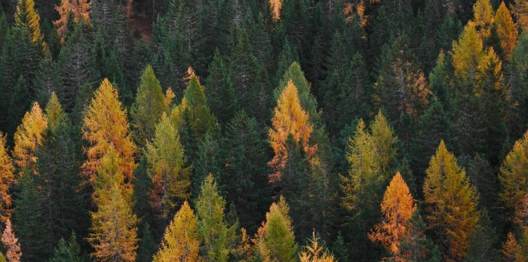 La Foresta Di casa Pucci