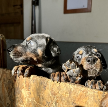 Nuovi Cuccioli in Allevamento