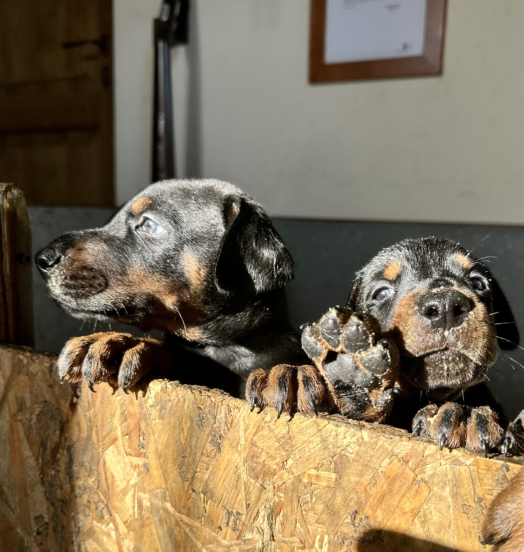 Nuovi Cuccioli in Allevamento